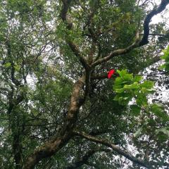 The Jungle Life Homestay Thangamalay Sanctuary Haputale by Gisela Sivam