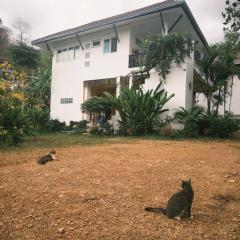 Cat Lounge in Jungles