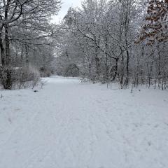 Het Veluwse Boshuisje Hond welkom in Hoenderloo