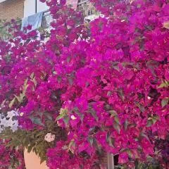 Bouganvillea