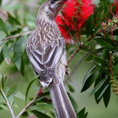 Serene Vista Halls Gap