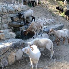 Les Bergeries "Le figuier"