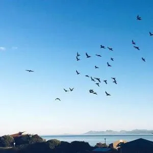 The Whale Pod