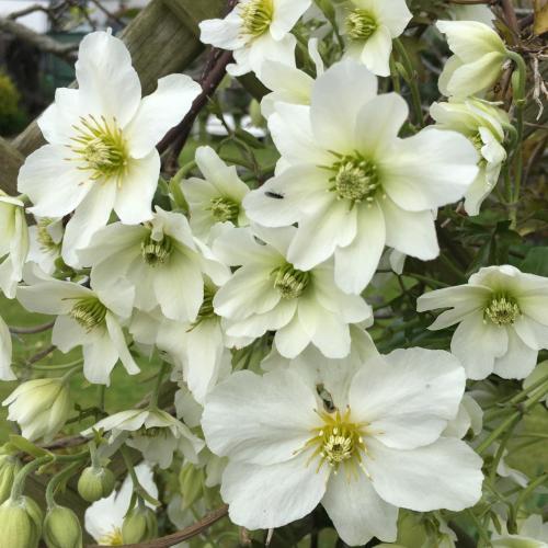 Image of Clematis House Gloucester Road