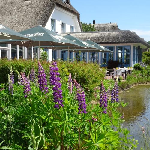 Image of Landhotel Kastanienallee Putbus