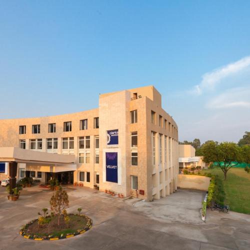 Image of Velvet Clarks Exotica