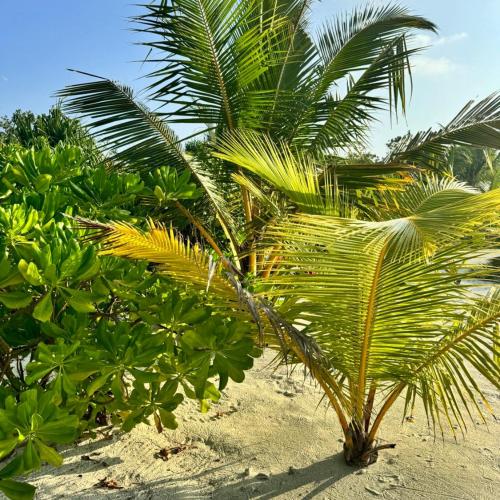 Image of Oi Beach