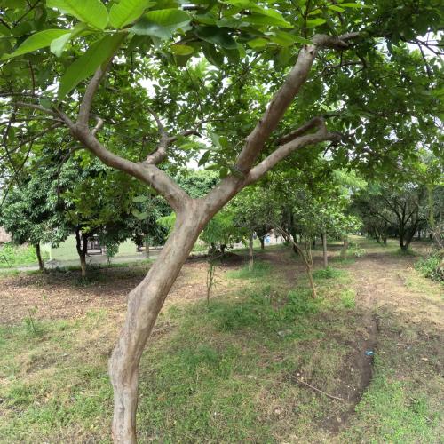 Image of Bagicha farmstay - Near Jolly Grant Airport