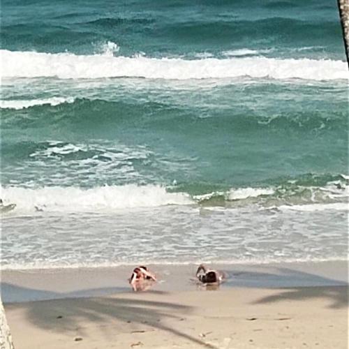 Image of SEA VIEW BEDs ??????? ?????????????? ?????