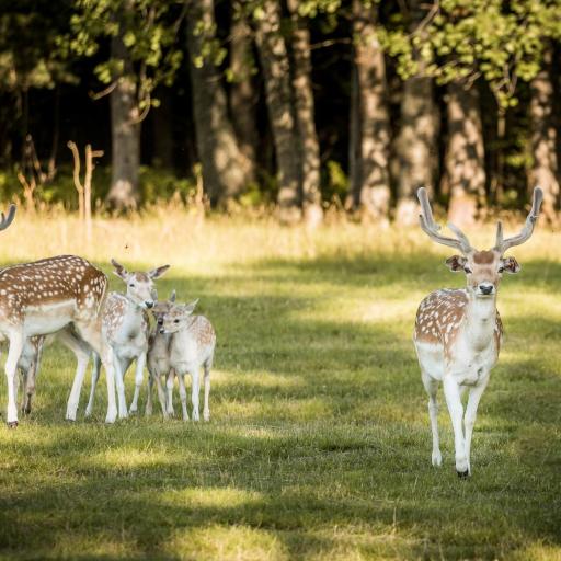 Jomantų slėnis, undefined