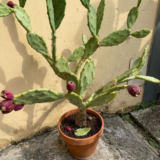 Momy House, undefined