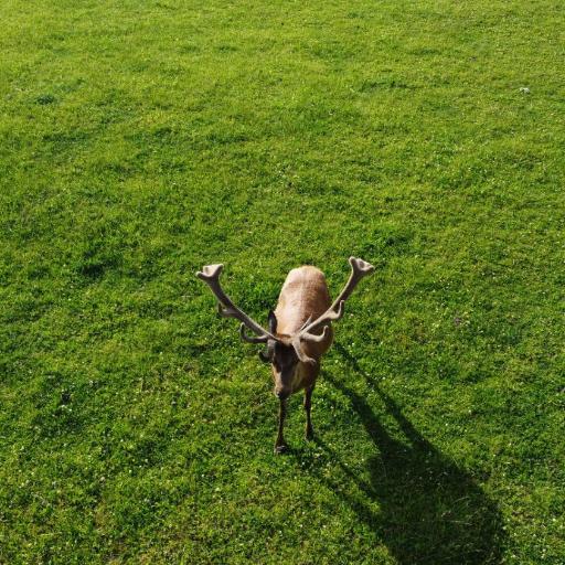 Elniaragio Guolis, undefined