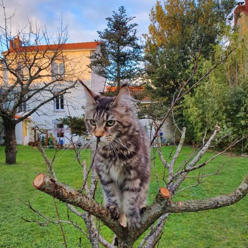 La Maison du Main Coon, undefined