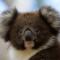 Bimbi Park - Camping Under Koalas
