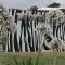 Zebras Guesthouse