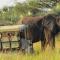 Tembe Elephant Park Lodge