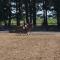 Sassi Talu Horsefarm