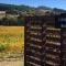 Gisborne Peak Winery Short Term Stays