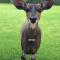 Brenton Lake Holiday Cottages