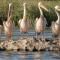 Bunica Maria - Guesthouse for birders