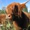 Highland Cattle Farm