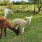 Dartmoor Reach Alpaca Farm Heated Cabins