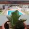 Blue Ocean Corralejo: Sunny terrace, pool, wifi