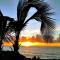 Pahoa Paradise Palms