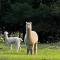Relaxing at acreage farmhouse