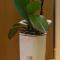 Don Pes Travel Rooms - Housity