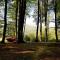 Cabana Cheia Fericirii - Forest Family Retreat