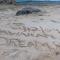 Itʻs All About the Beach