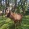 Wild Window - Forest View Homestay