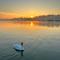 Swan