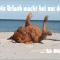 Bungalow WALD & SAND direkt am Strand