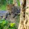 Group Safari Family Bungalow