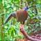 Lucky Bamboo' Bungalows-Resto and OrangUtan Jungle Trekking Tours