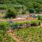 Ecological Vineyard House