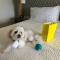 Holiday Inn Orlando International Airport, an IHG Hotel - Standaard King Room Met Slaapbank - Pet Friendly