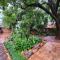 Tree Aloe Guest House