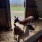 Billund Farm Holiday