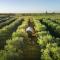 Olive Grove Retreat 2 by Tiny Away