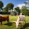 Bed&Bbq Longhornranch