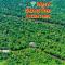Jacamar Lodge Expeditions