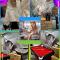 Apartamenty PRETTY WOMAN 100 m town square 24h - nocleg Bytom Chorzów Katowice