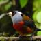 Natural Luxury Birding Lodge