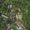 Safari Hills Vythiri