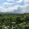 Transylvania WINE