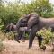 Oase by 7 Star Lodges - Greater Kruger Private 530ha Reserve