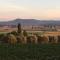 Tranquil Vale Vineyard